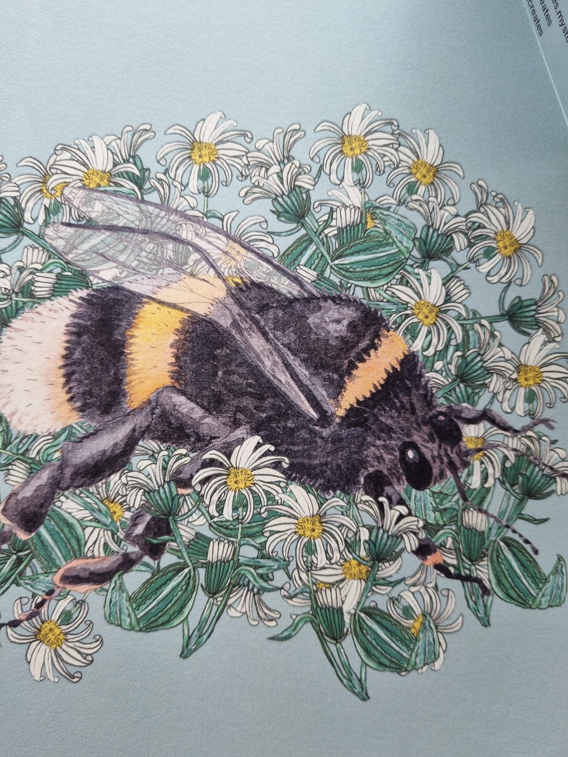 BumbleBee + Hectors Daisy, BumbleBee + Hector's Daisy, Penny+Lesh Collab, art prints